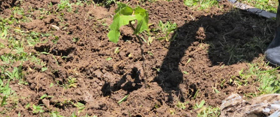 a-tree-planted-on-Mazingira-day by humphrey muchuma